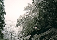 foto neve alberi Badia del Borgo